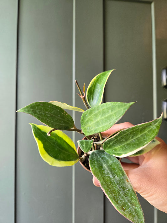 Hoya Microphylla v.