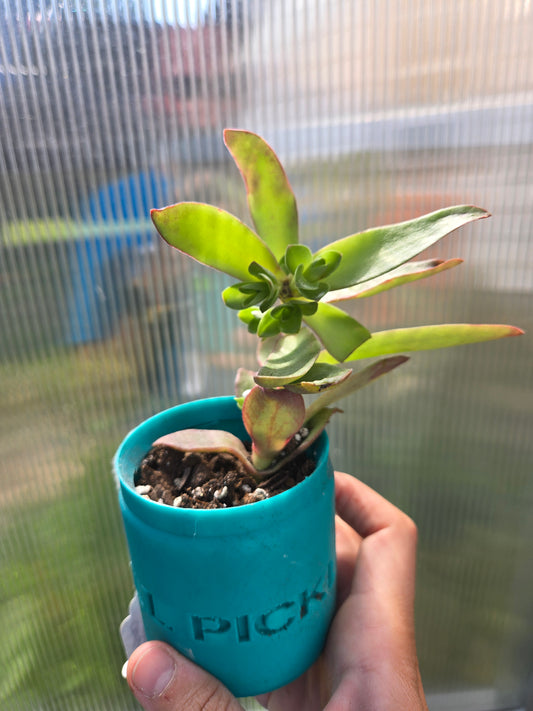 Crassula Campfire