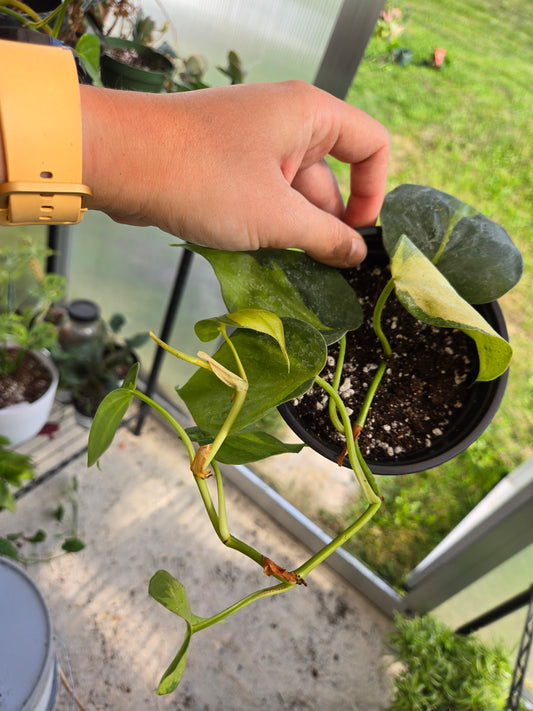 Philodendron Brasil