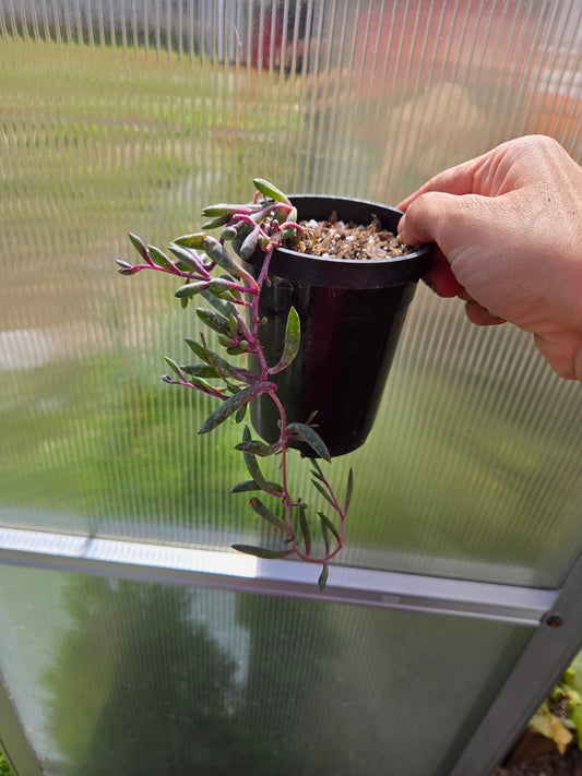 String of rubies