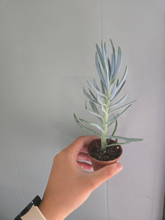 Blue senecio