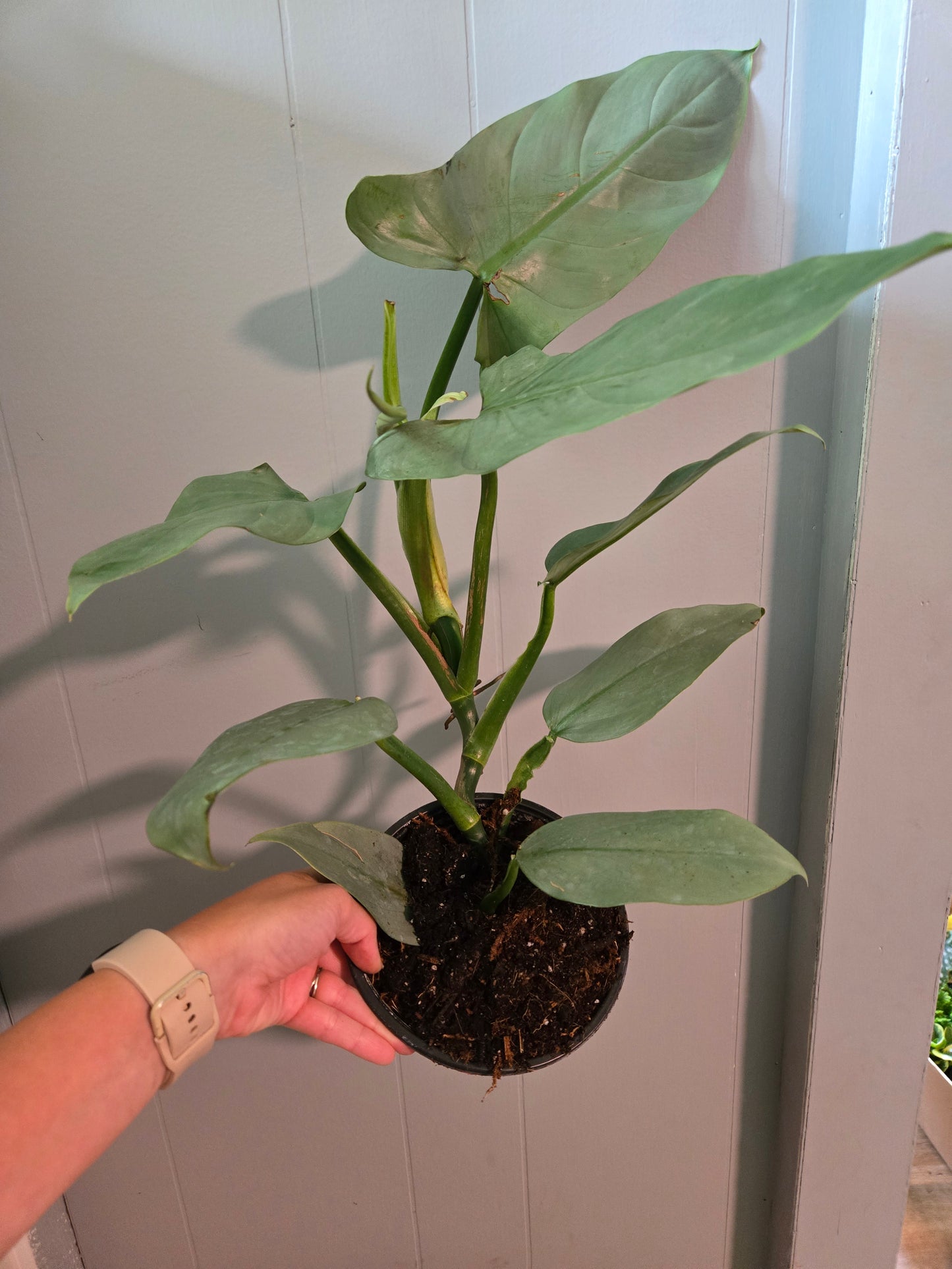 Philodendron Silver Sword