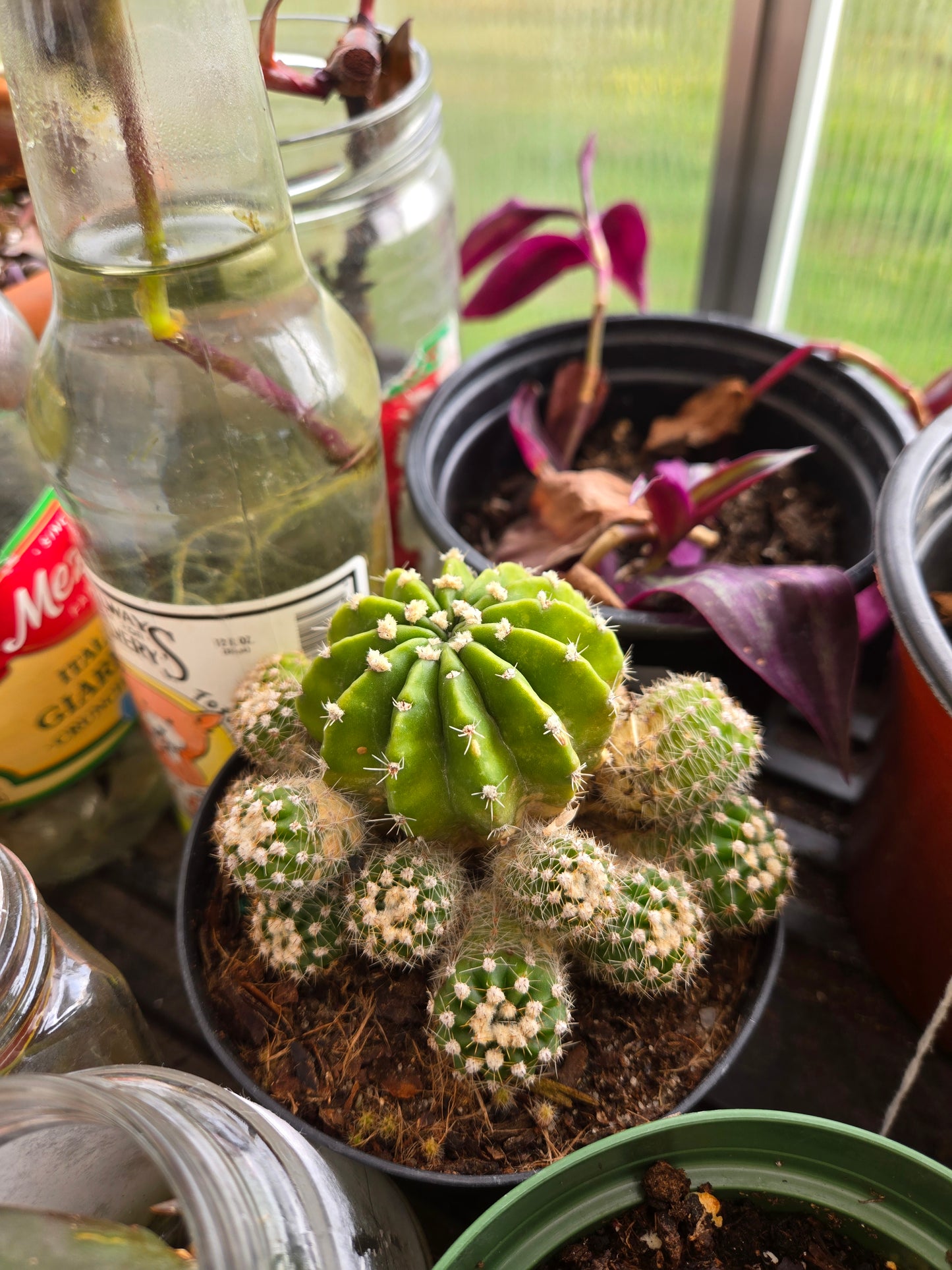 Echinopsis domino cactus
