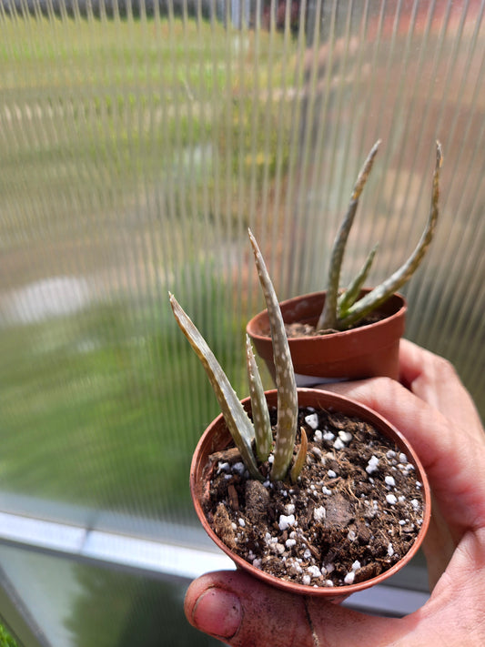 Aloe vera