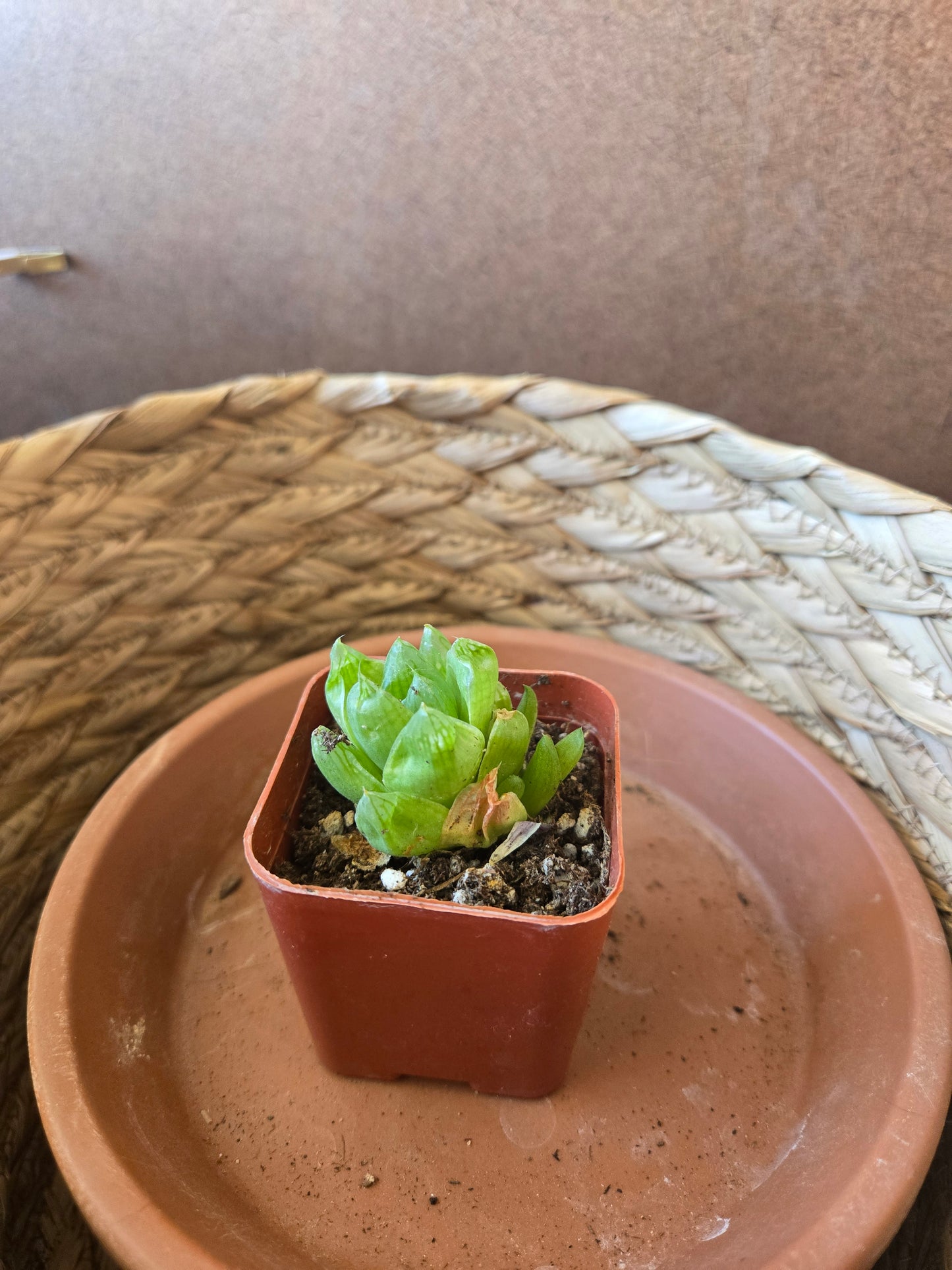 Haworthia cooperii