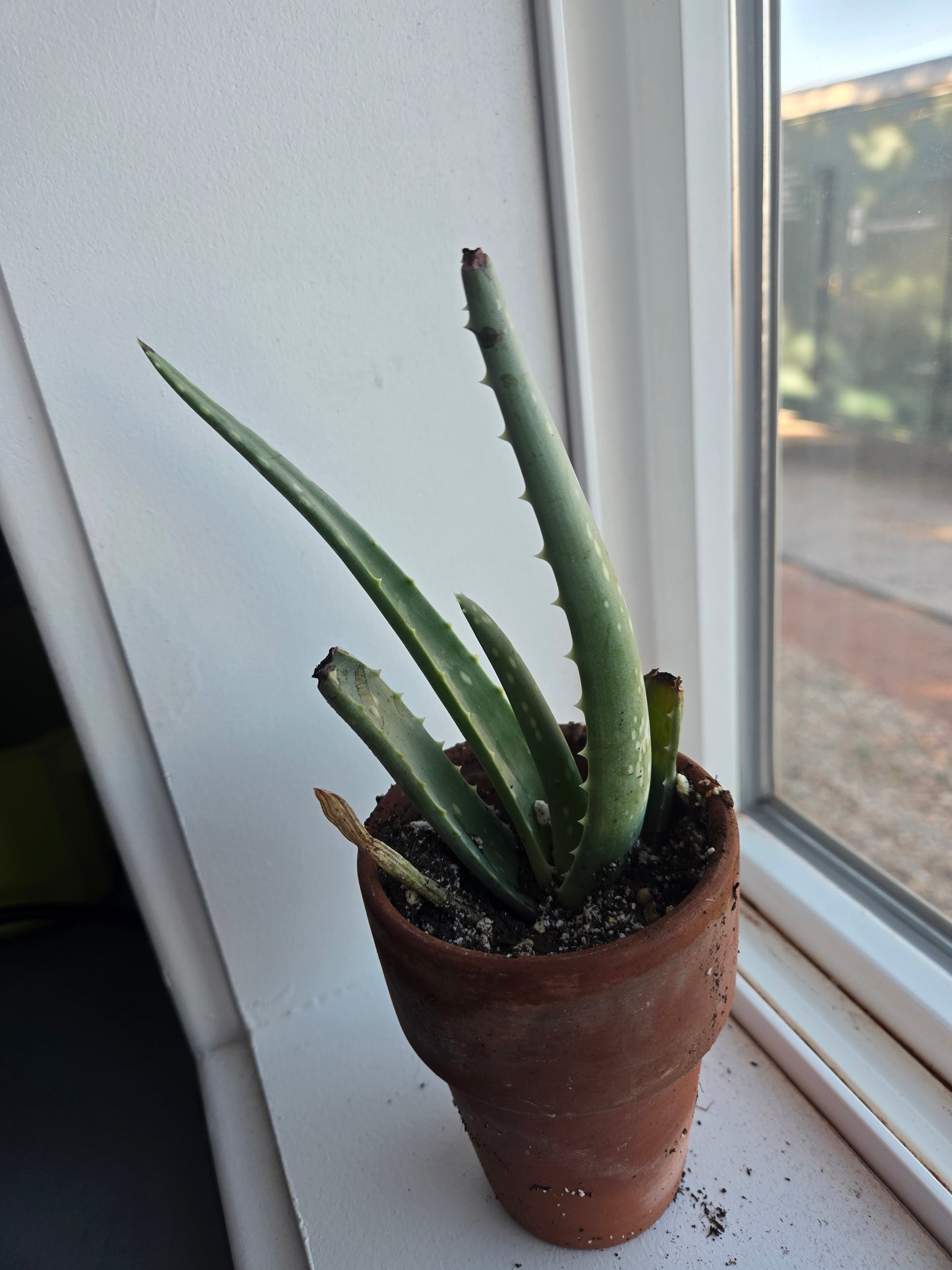 Aloe vera