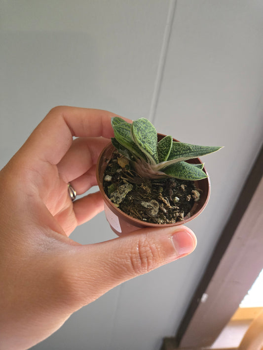 Gasteria little warty