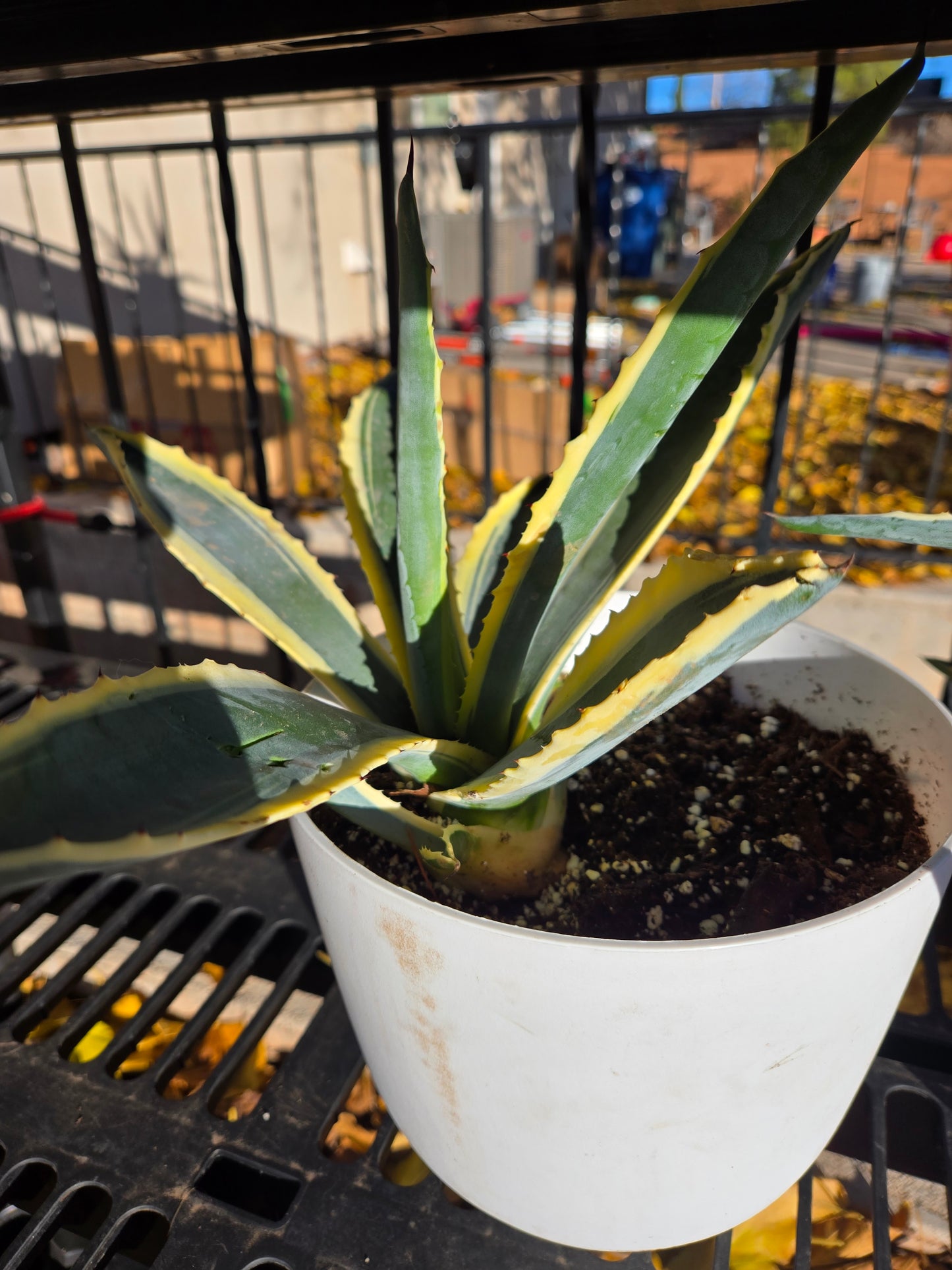 Century plant v.(American agave Variegata)