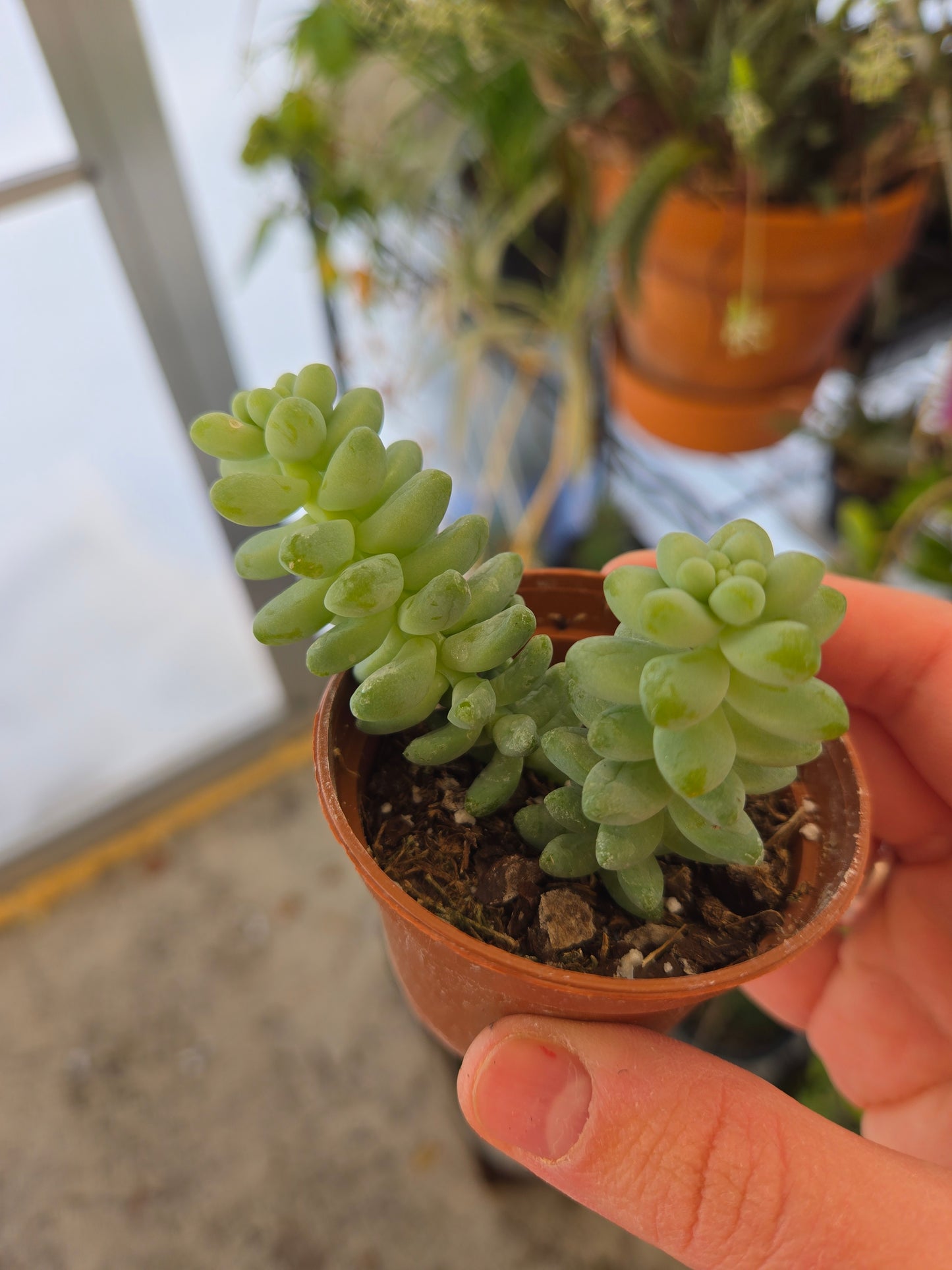 Sedum morganianum(burro's tail)