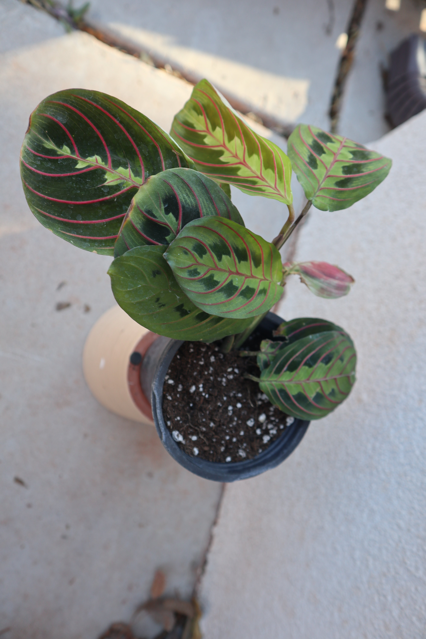 Red maranta Leuconeaura