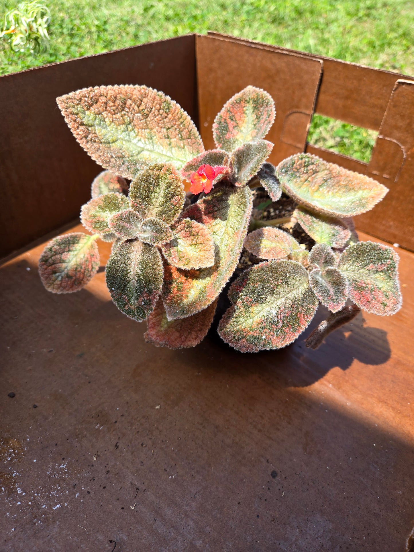 Episcia