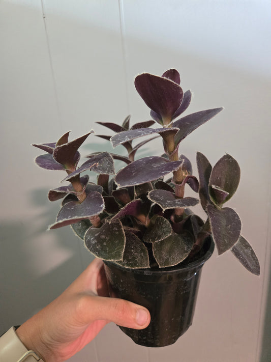 Tradescantia Pallida