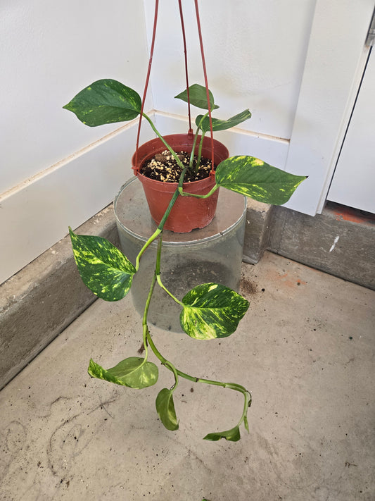 Golden pothos