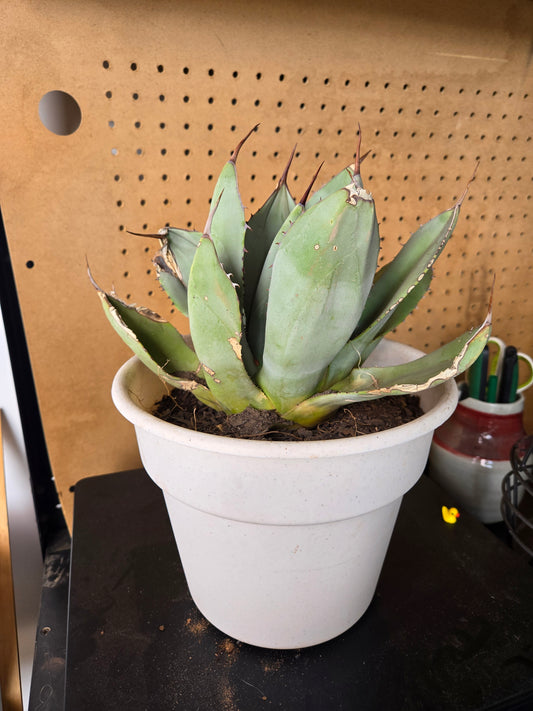 Artichoke agave