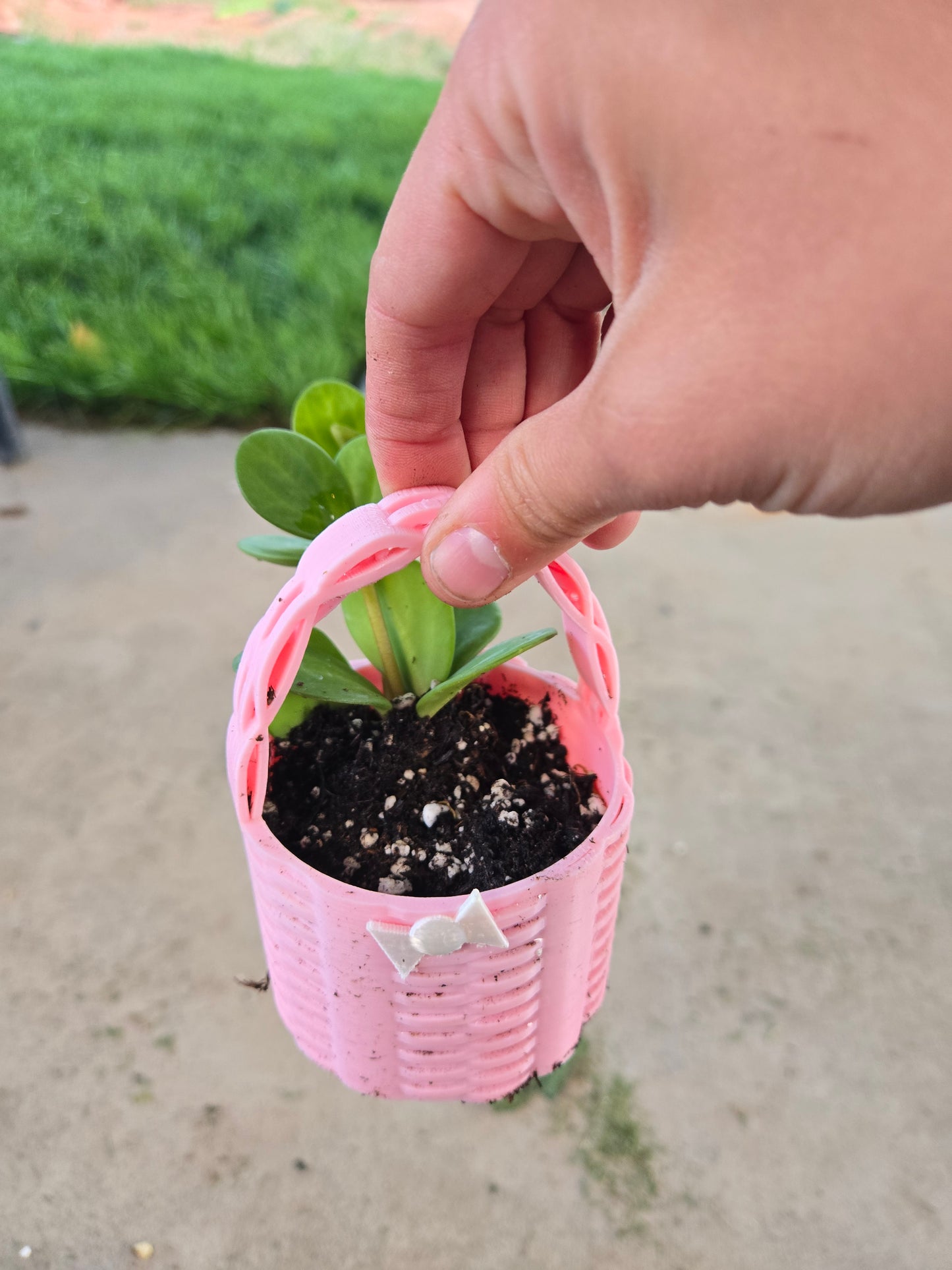 Peperomia Hope basket