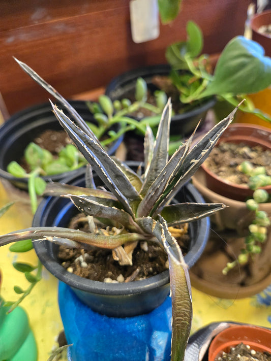 Agave reginae victoria