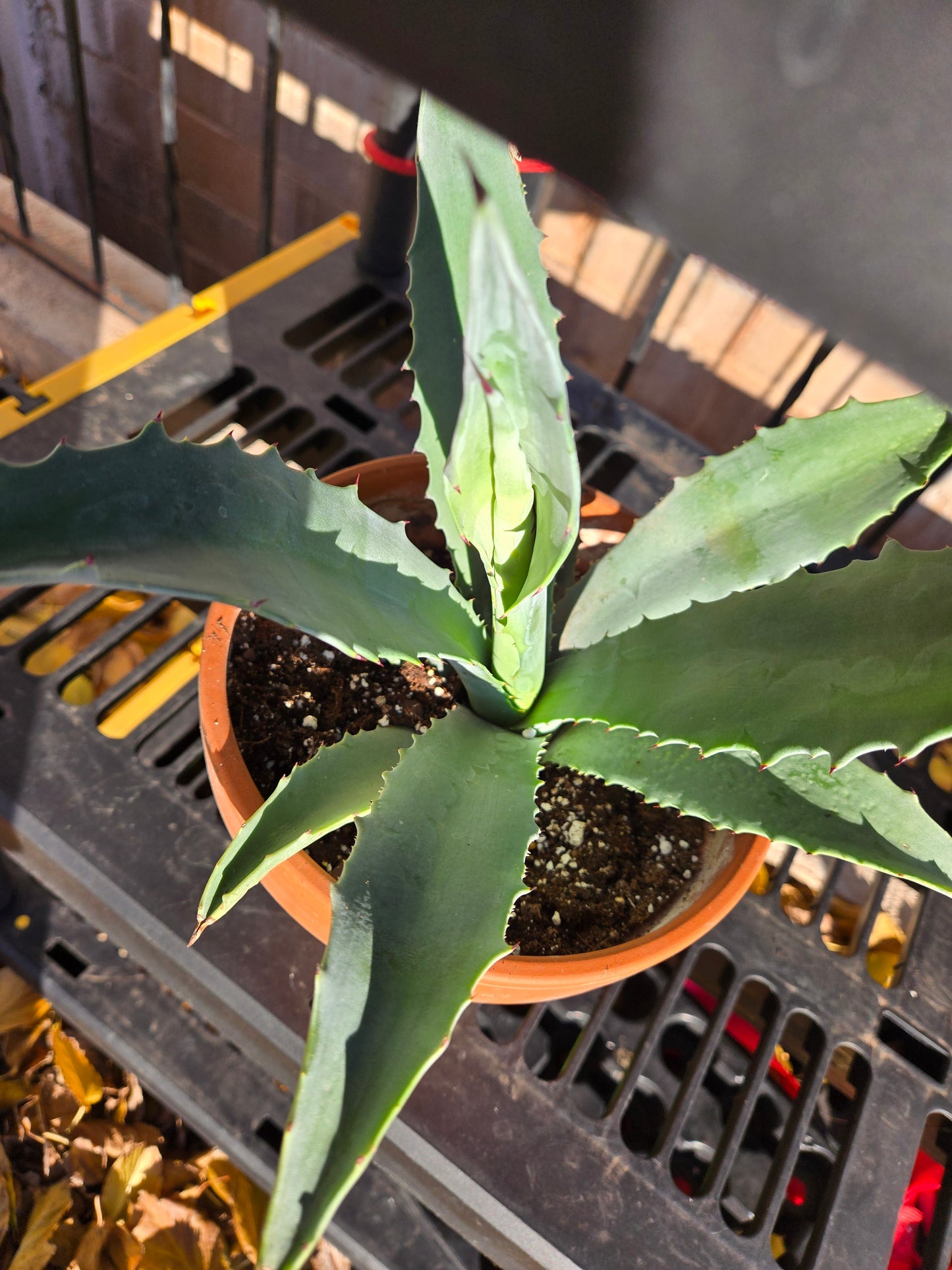 Century plant(American agave)