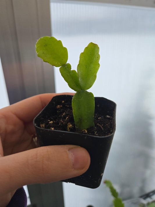 Christmas Cactus