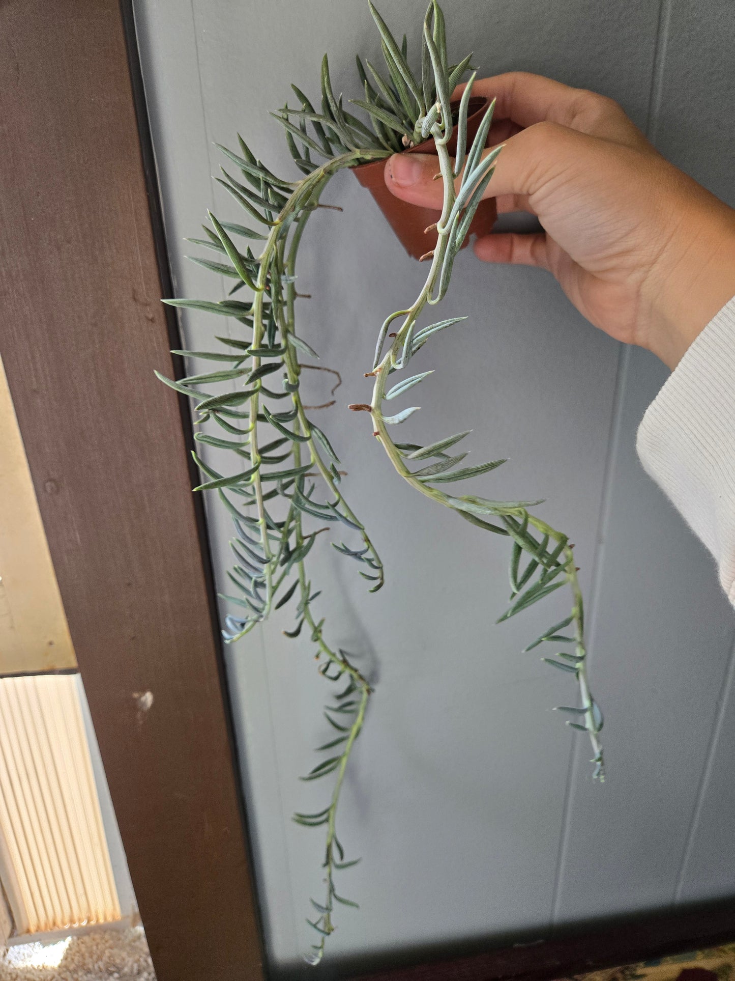 String of fish hooks