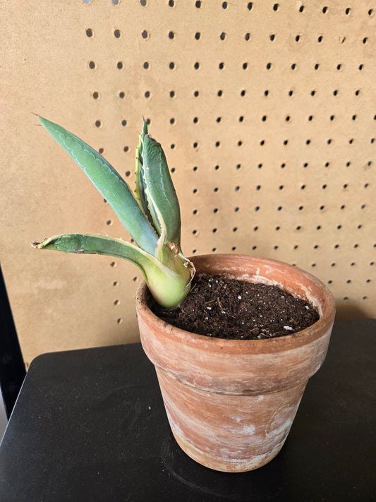Variegated century plant