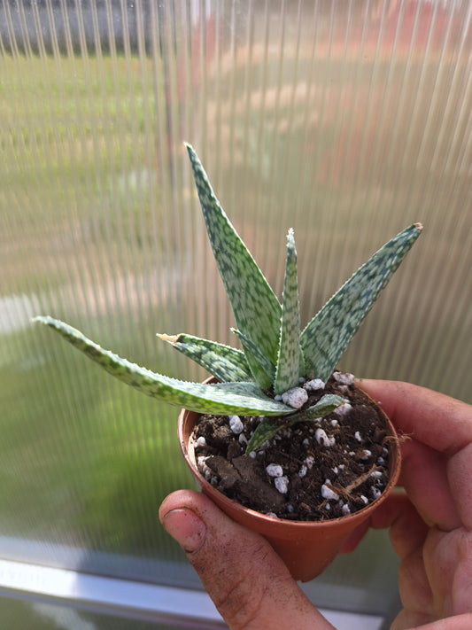 Aloe white fox