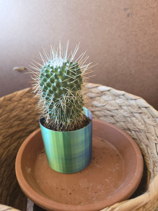 Mammillaria spinosissima