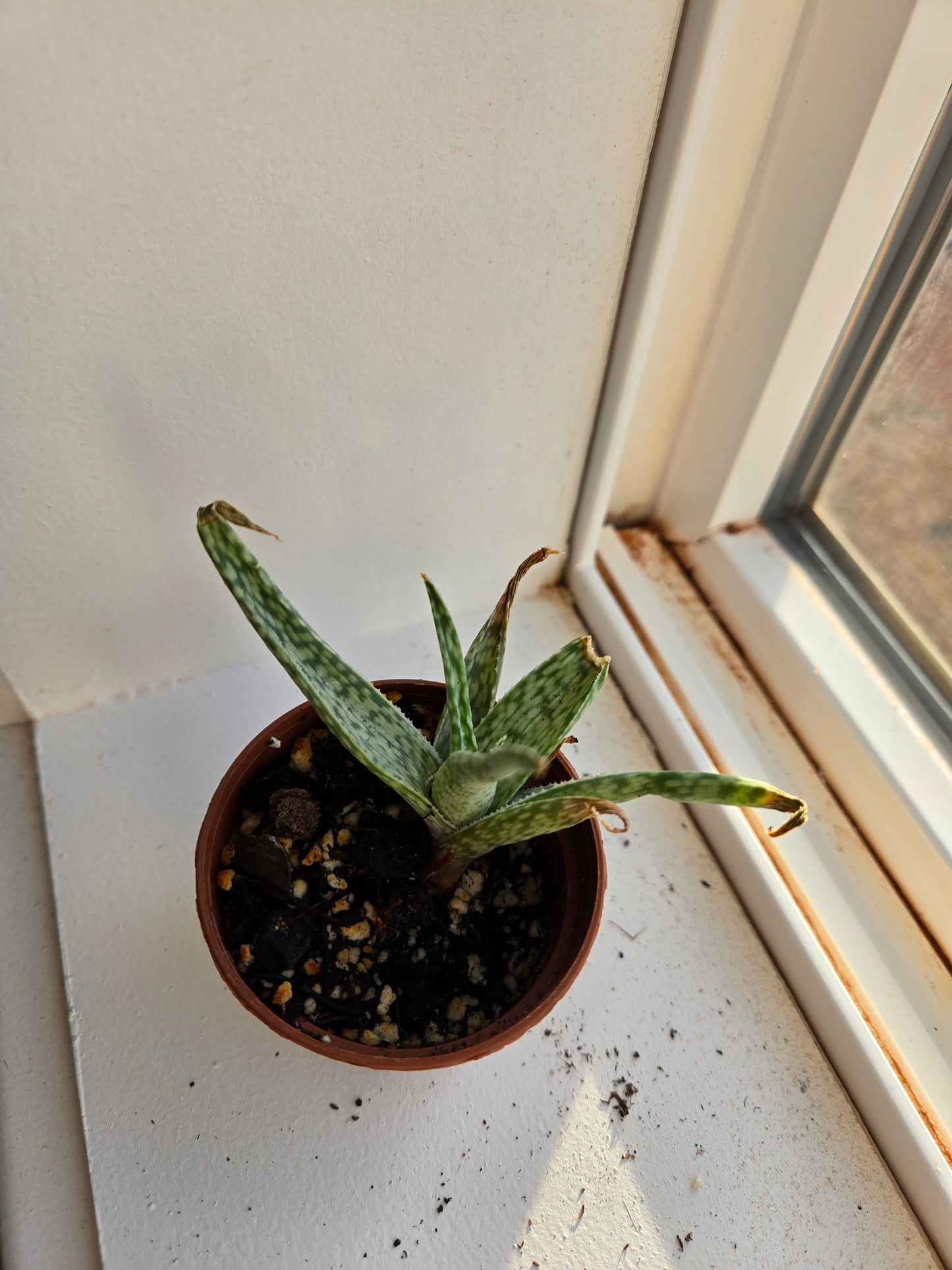 Aloe white fox