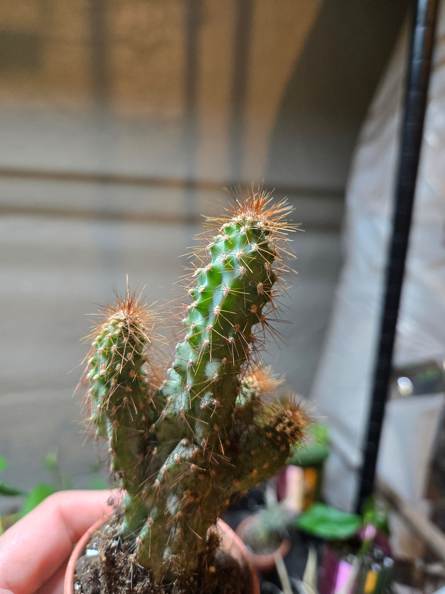 Cereus Peruvianus Monstrose