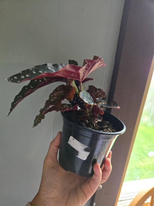 Begonia maculata black forest