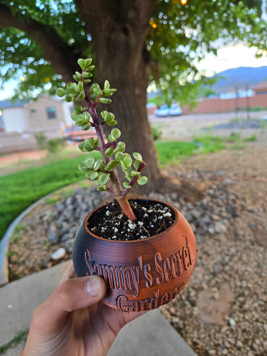 Variegated elephant bush