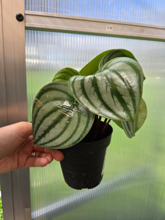 Peperomia Watermelon