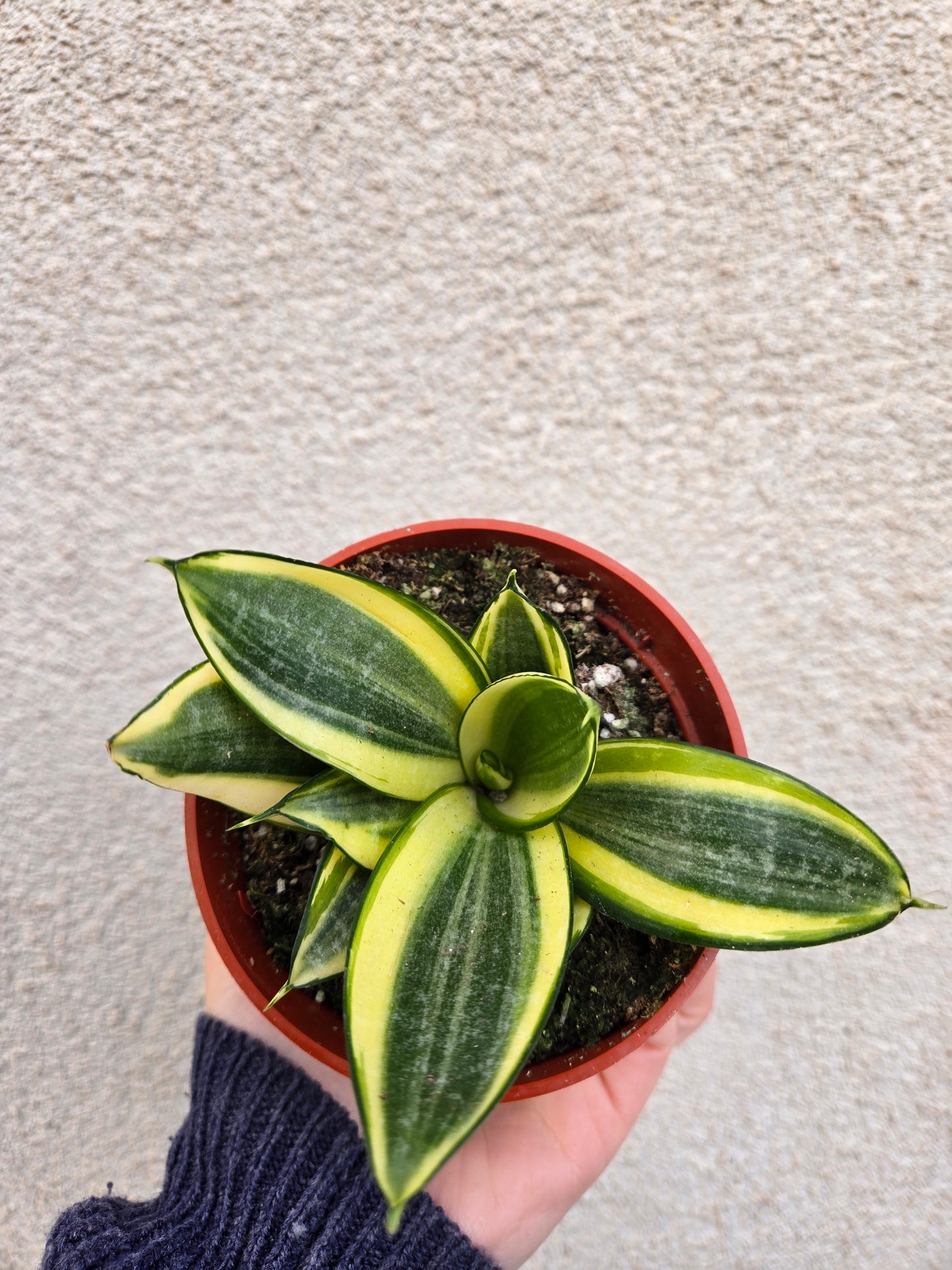 Sansevieria bird's Nest V.(Sansevieria hahnii Variegata)