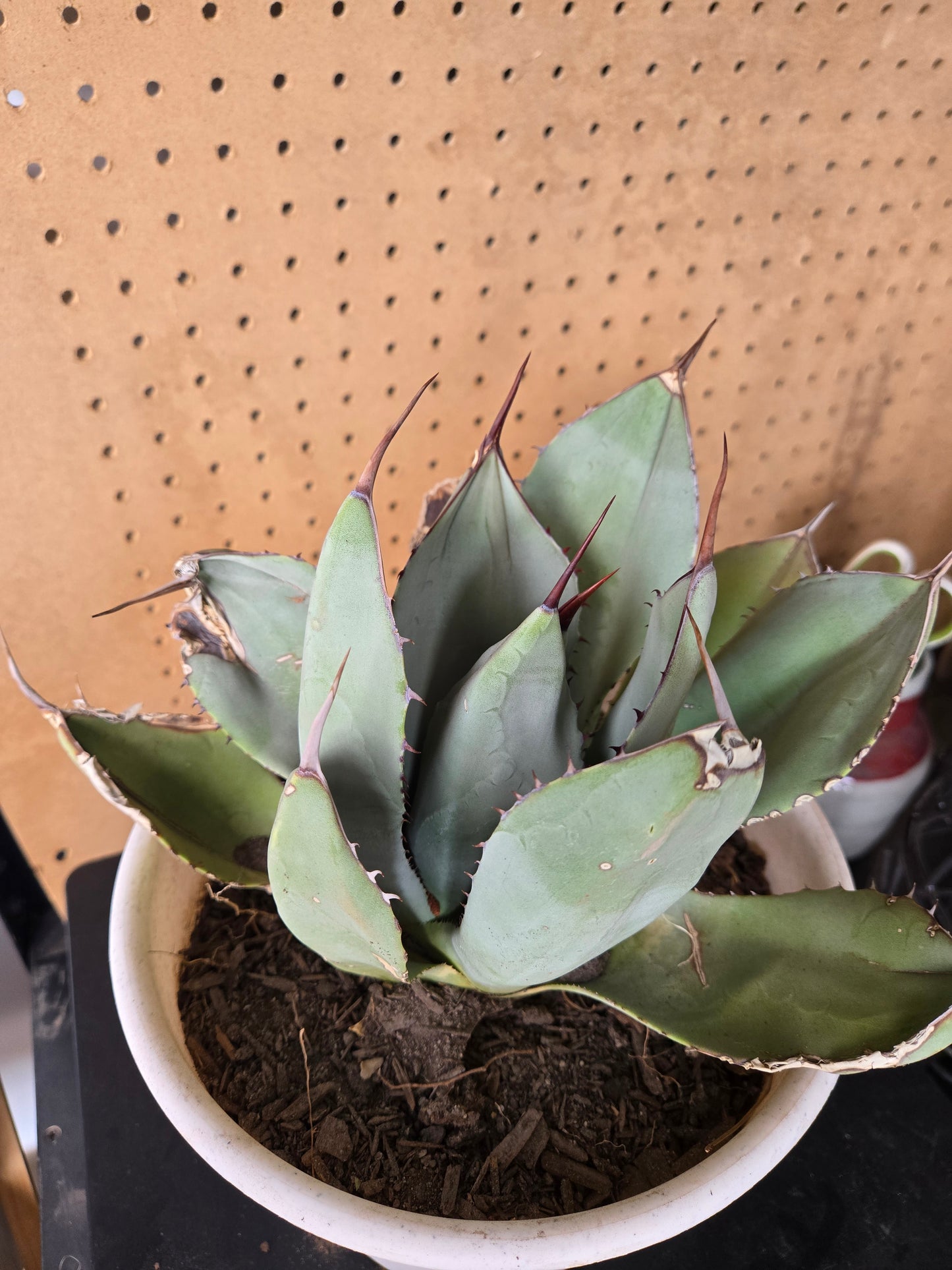 Artichoke agave