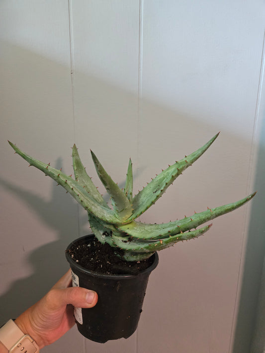 Aloe Ferox