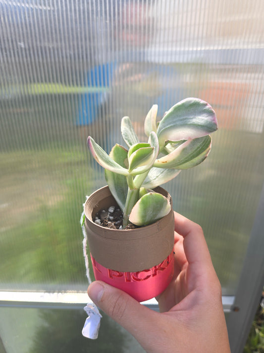 Jade plant V.