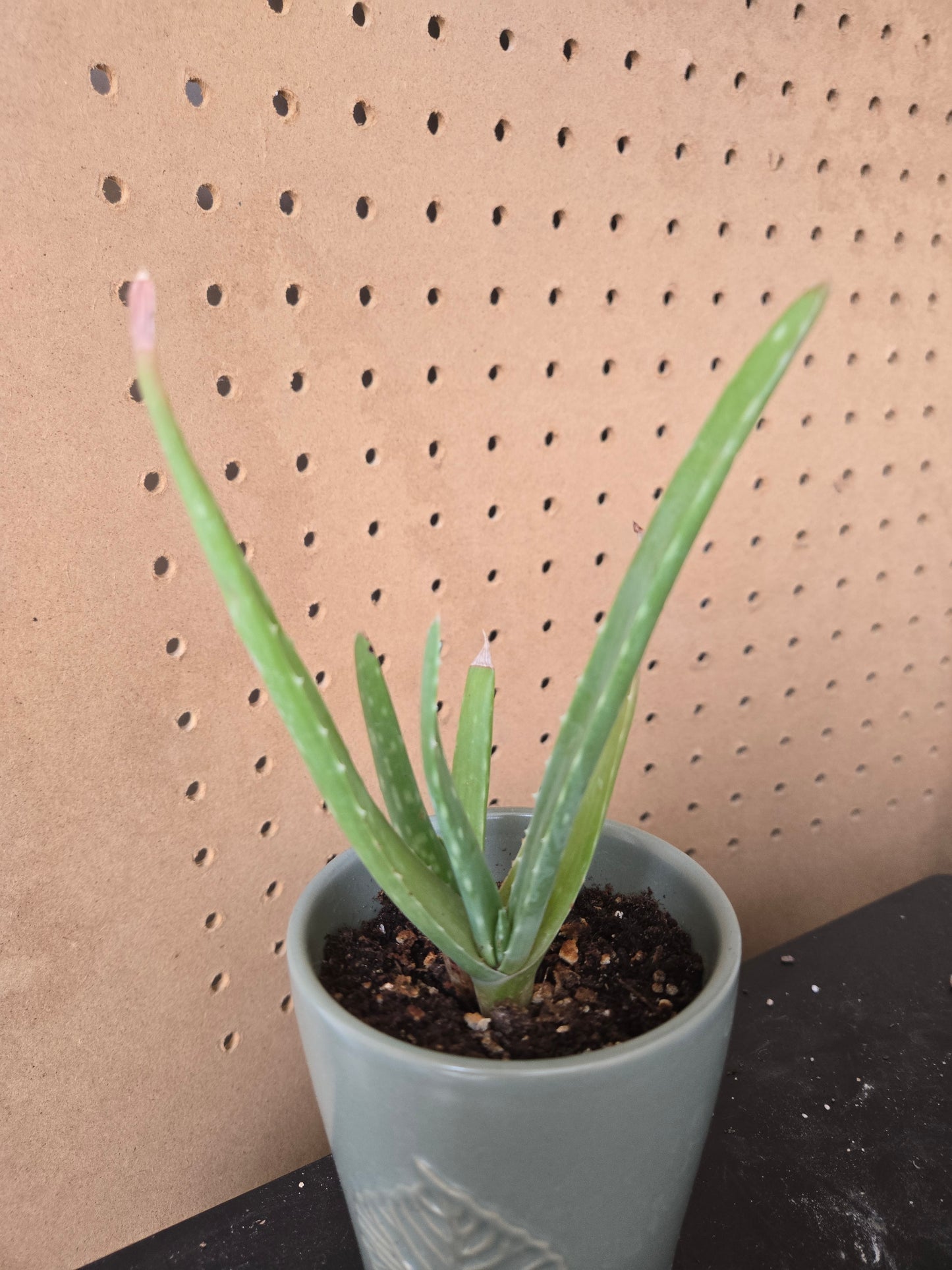Aloe vera
