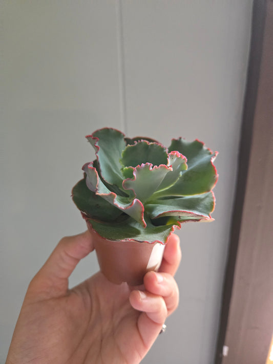 Echeveria curly locks