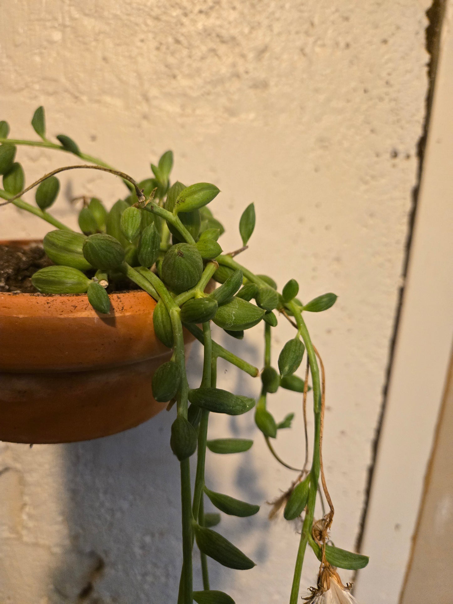 String of watermelons
