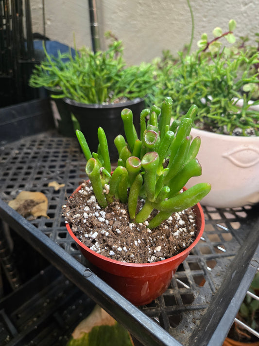 Crassula ovata gollum