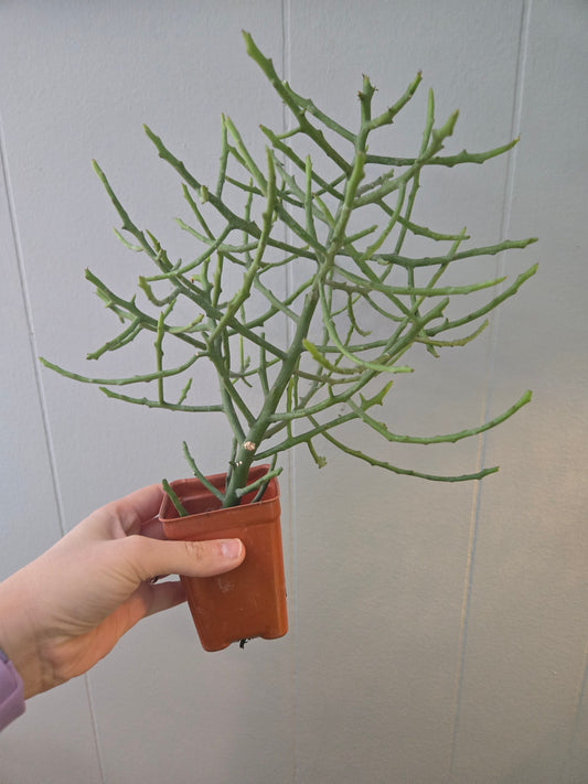 Euphorbia Stenoclata