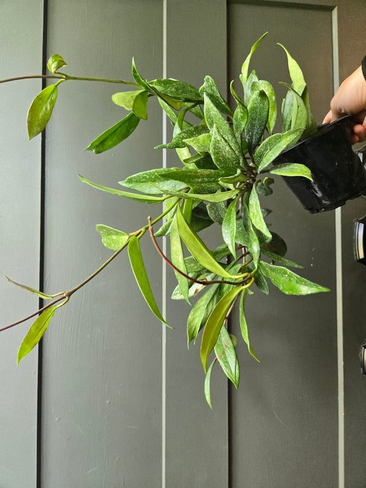 Hoya Pubicalyx