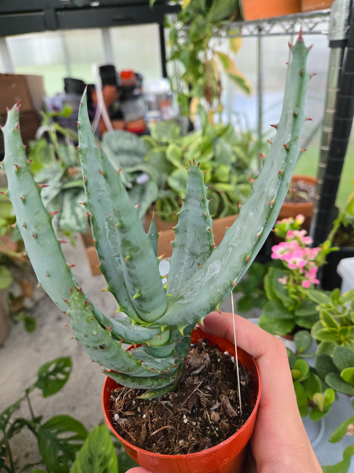 Aloe ferox