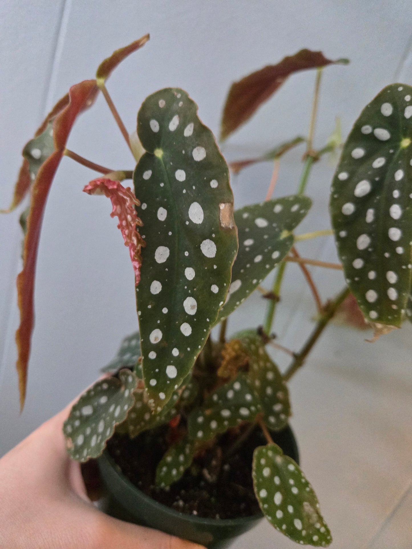 Begonia Maculata