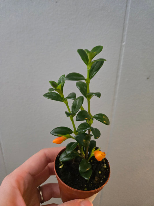 Goldfish Plant