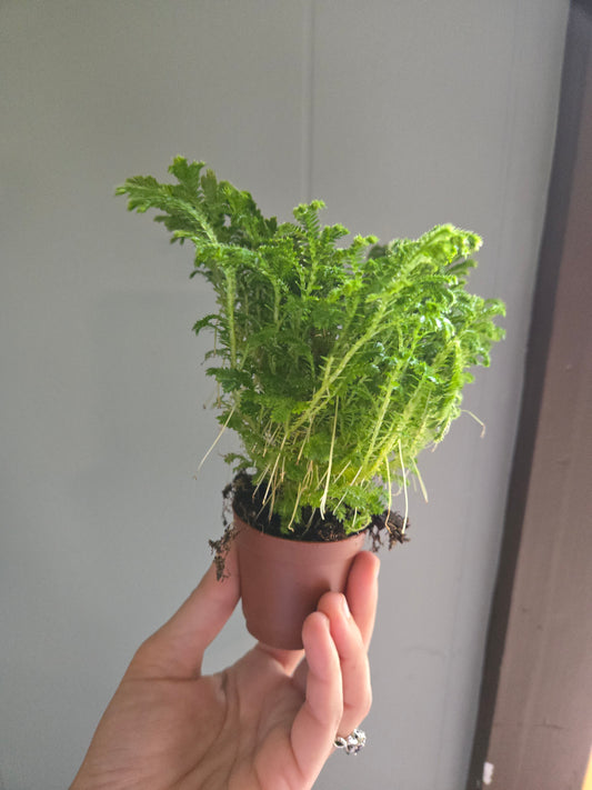 Spikemoss(selaginella)