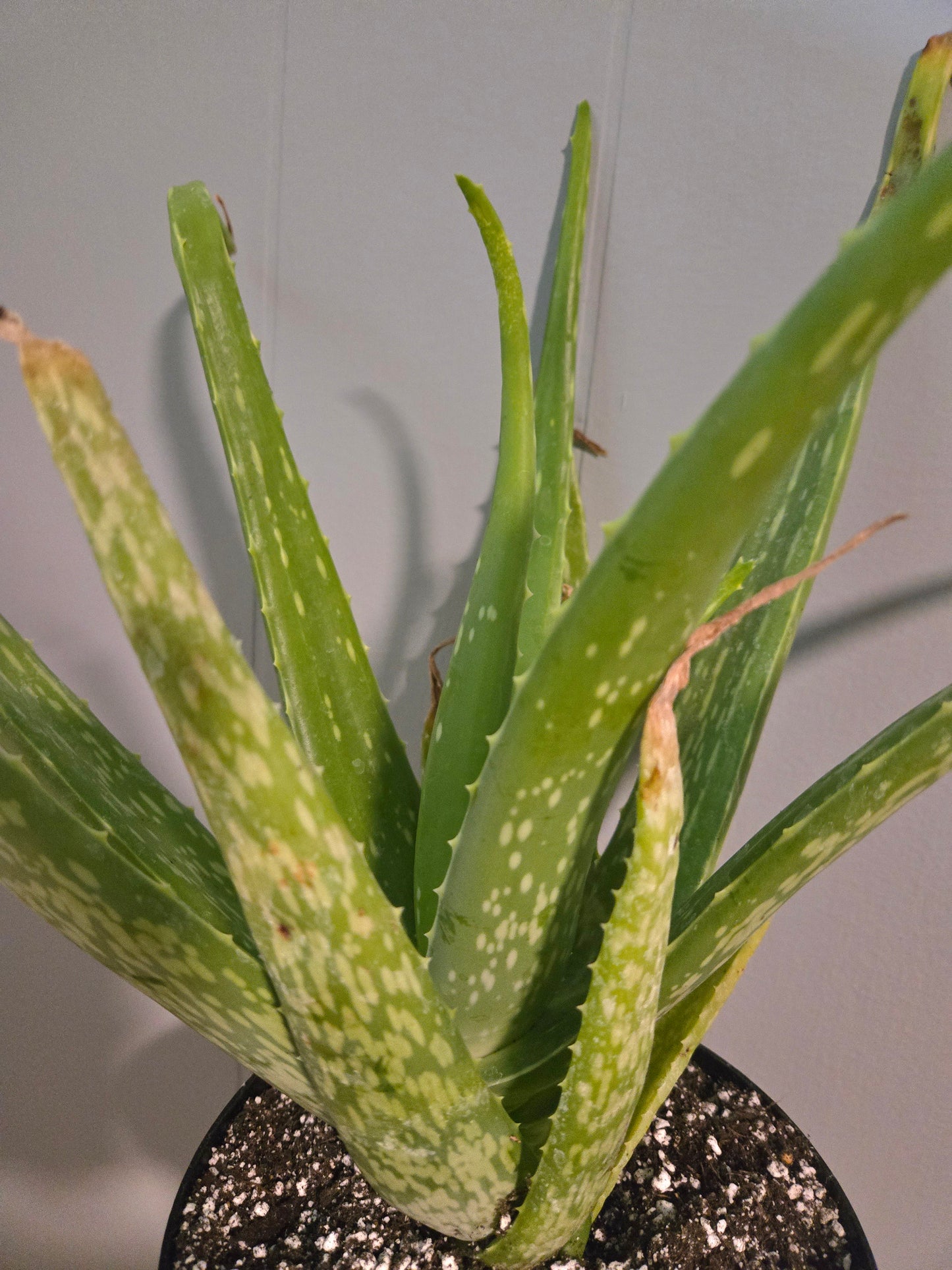 Aloe Vera