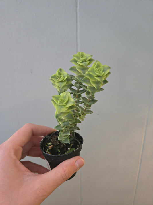 Crassula Perforata