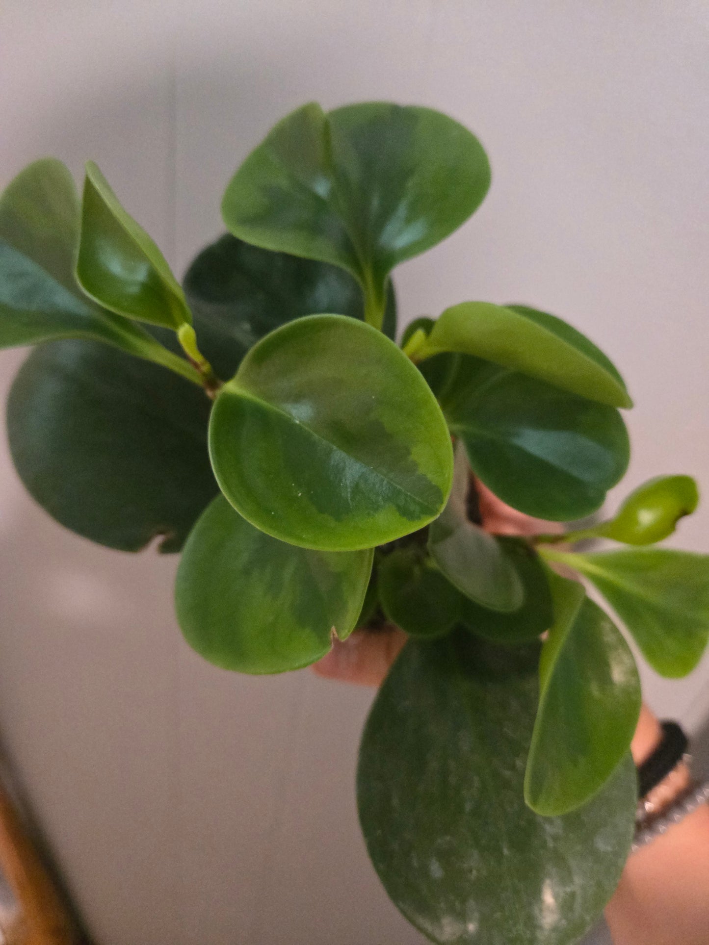 Peperomia obtusifolia