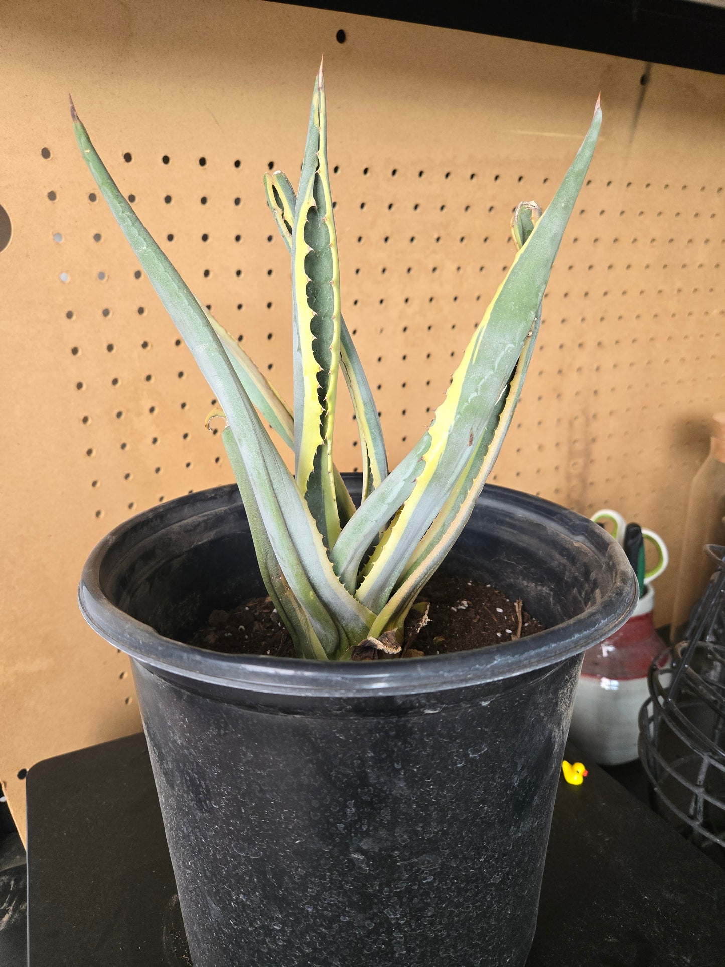 Variegated century plant