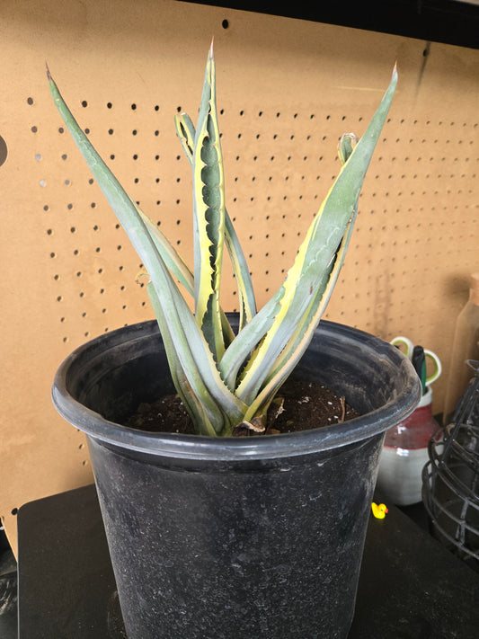 Variegated century plant